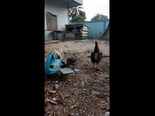 Video 25620913 180322 mp4