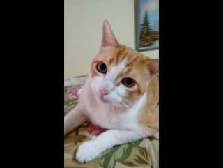 O gato que canta