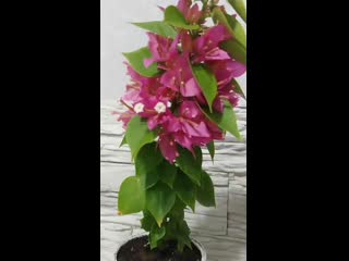 Teatime pixie albomarginata