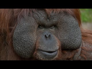 В Индонезии спасли орангутанга из секс-рабства - massage-couples.ru | Новости