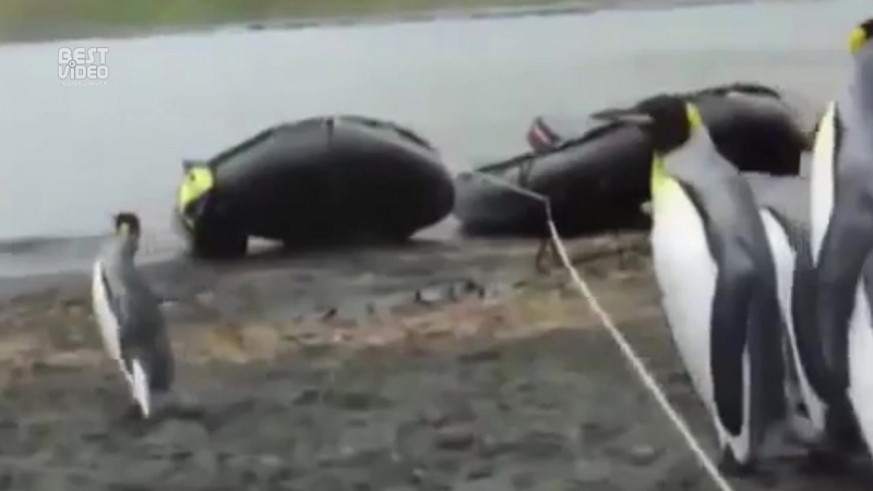 Пингвины и вереа