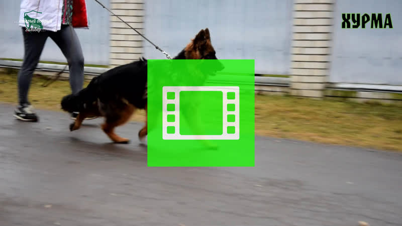 Длинношерстная девочка ekaraj и баккары хурма