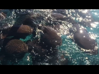 Nurse sharks, ambergris caye, belize