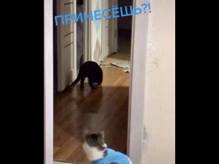 Соня, принесёшь? (sanishow)