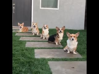 Woof mp4