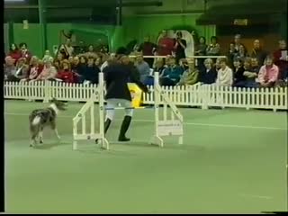 Tina humphrey canine freestyle