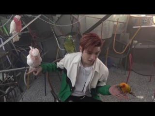 Ty & parrots