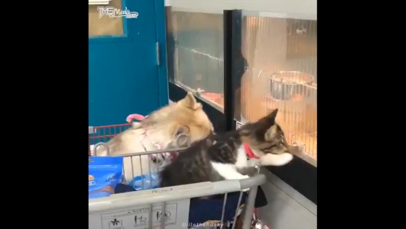 Котёнок, которого воспитали молодые