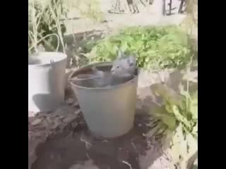 Кошке очень жарко