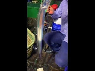 His beautiful and rare cutlass fish