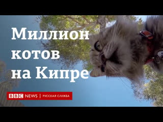 Откуда на кипре столько кошек?