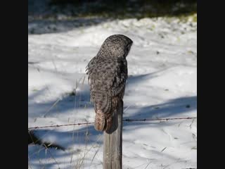 Ken anderson бородатая неясыть