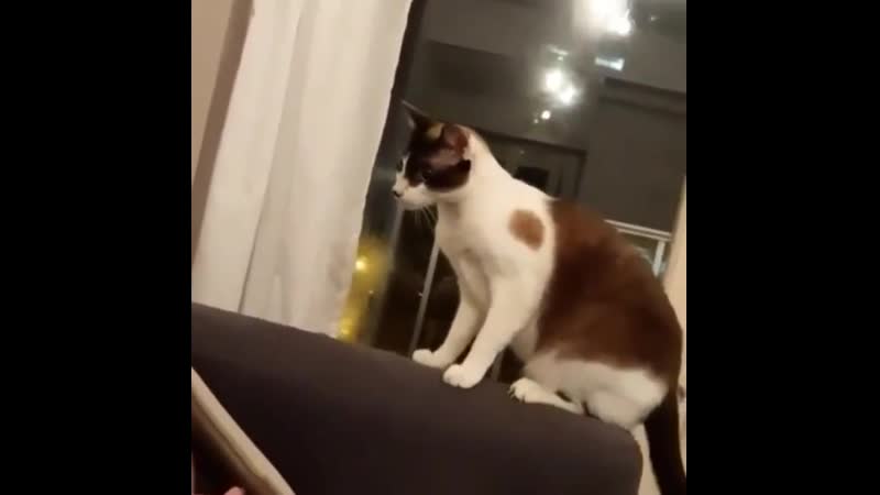 Прости зря быканул