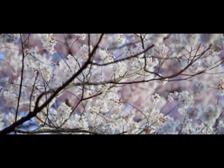 Sakura in 8k takato castle ruins park 天下第一の桜 〜高遠城址公園〜