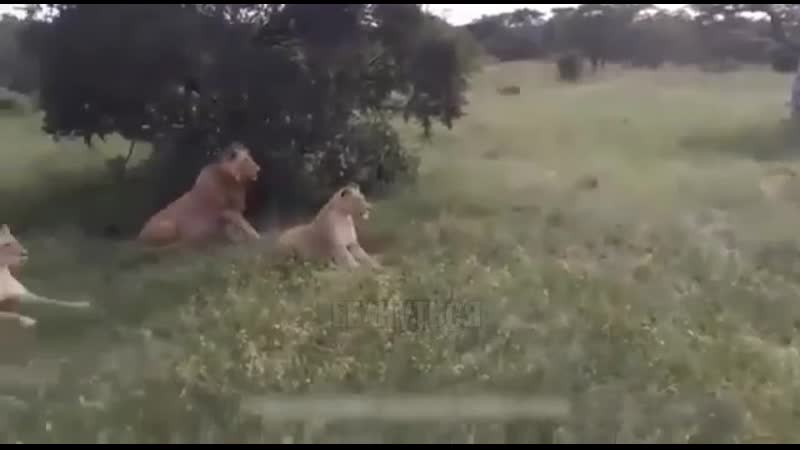 Еда вообще попутала