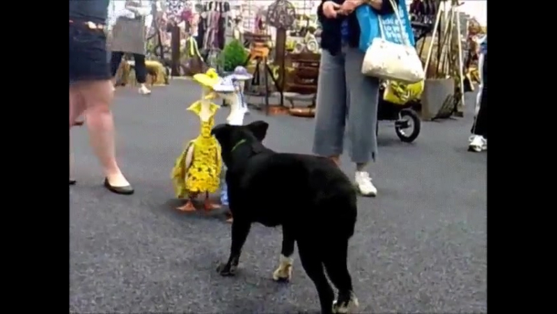 Уходим девочки! уходим!