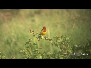 Red headed bunting / желчная овсянка / emberiza bruniceps