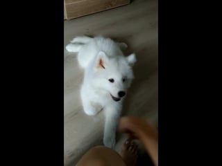 Зеленые александра и карат