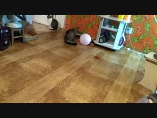 Vid 20181122 205208 mp4