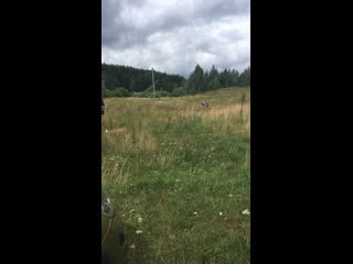 Live тёплая лапа ирбиса