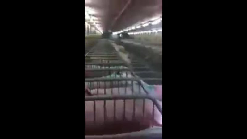 Навел тишину (vhs video)