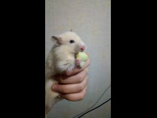 Trim 20191208 143200 mp4