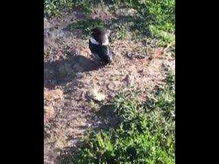 Милая птичка греется на солнце (vhs video)