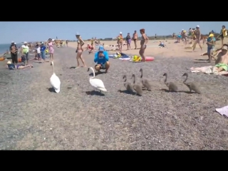 Семья лебедей пришла на пляж swans beach