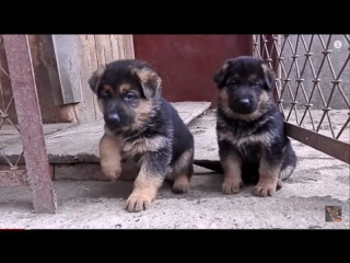 Щенки немецкой овчарки 1 мес german shepherd puppies जर्मन शेफर्ड पिल्लों। الحيوانات