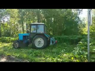 Уборка борщевика в берёзовой роще в районе ул здоровье