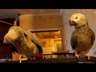 African grey parrot and macaw