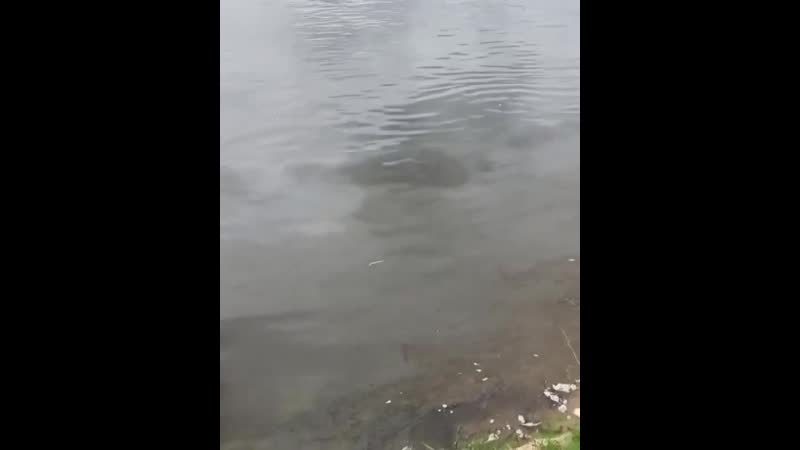 Сидели с дедушкой на рыбалке, с 9 часов утра наблюдали за этой картиной, обидно за природу ока, район константиново аноним