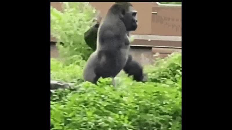 Nooo monke dont evolve to human