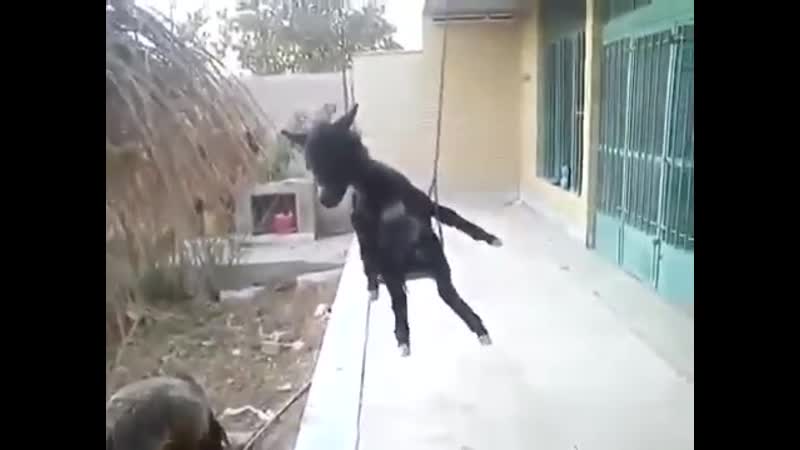 Ослиный hip hop