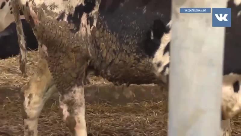 Батька porn video – Батька разруливает
