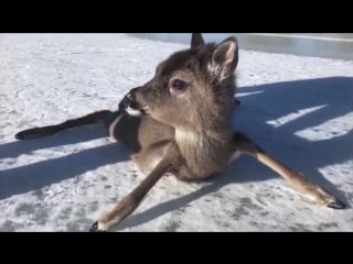 Tammisaaren mvaseman video peuran vasan avustamisesta takaisin emon hoiviin eile