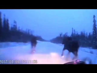 Car narrowly avoids 4 moose on snowy road