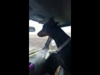 Доберман в машине) «где мусора»