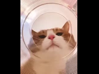 I want it, i like the purring sound