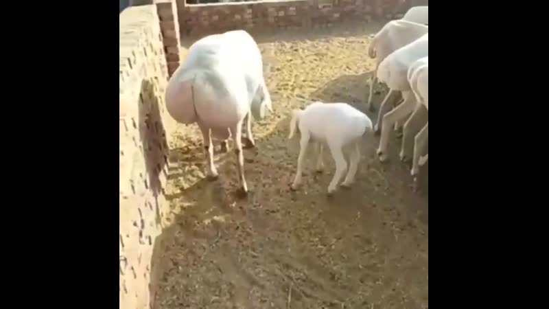 Овцы они и есть овцы