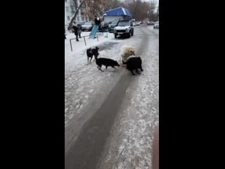 Собачьи бои на молодые площадке в южном