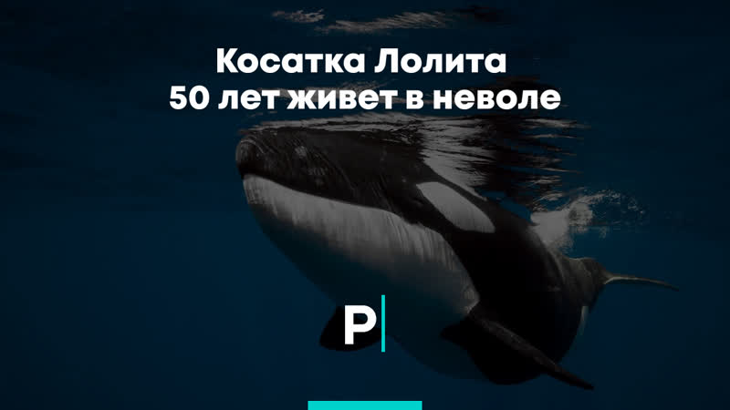 Косатка молодые 50 лет живет в неволе