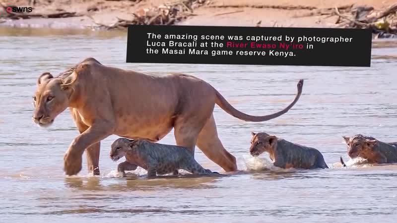 Lioness porn video – Lioness snatches cub from crocodile infested river
