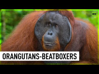 Orangutans can beatbox, say researchers