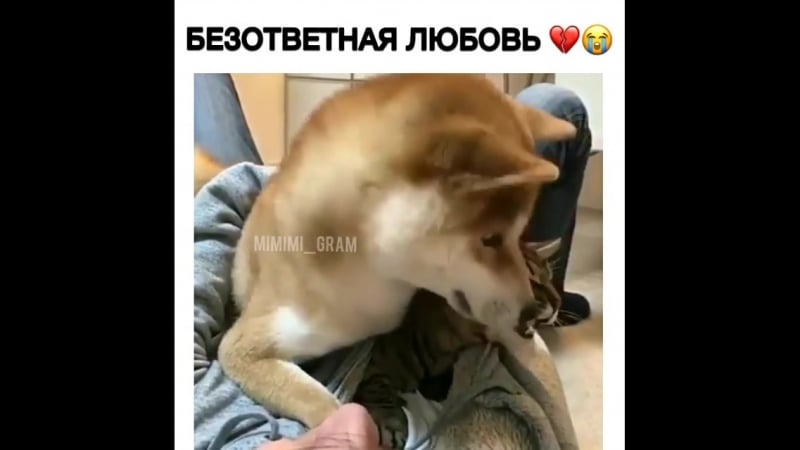 Любвеобильный песик