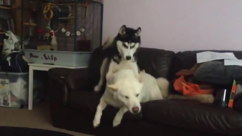 Хаски хочет внимания