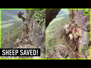 Sheep rescued from 70 meter high cliff in altai