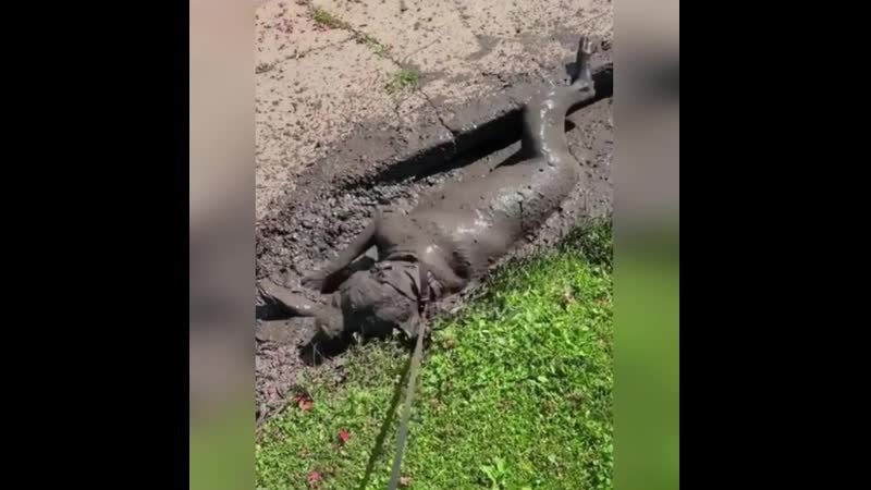 Принимает грязевые ванны ))