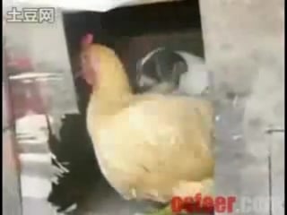 Horny dog rapes chicken