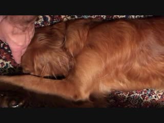 She deserves these pets saved us from a house fire this evening by alarming me before the smoke alarm did exhausted and deserv